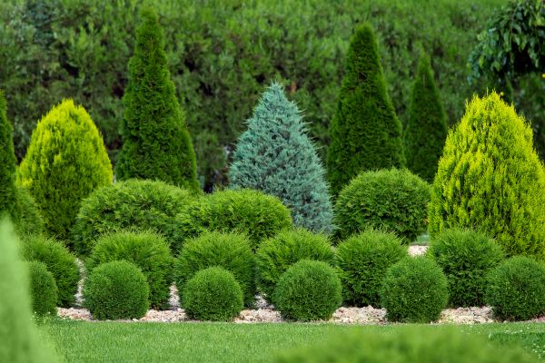 Bush Trimming Service in San Marcos
