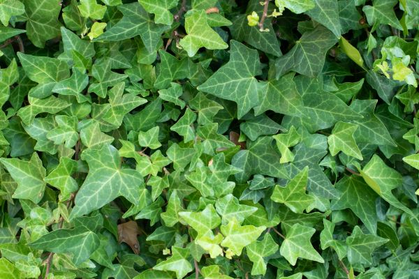English Ivy Removal in San Marcos