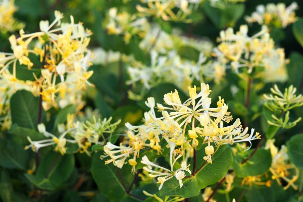 Honeysuckle Removal in San Marcos