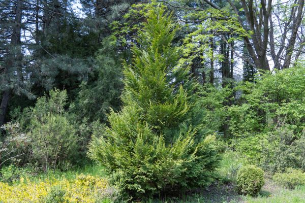 Juniper Pruning in San Marcos