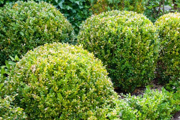 Landscape Trimming Service in San Marcos