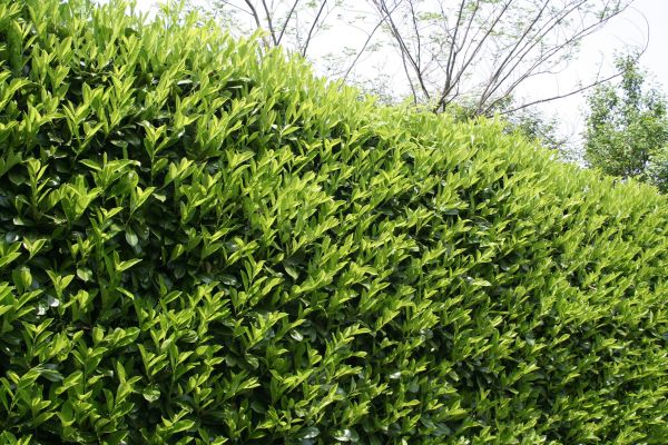 Laurel Removal in San Marcos
