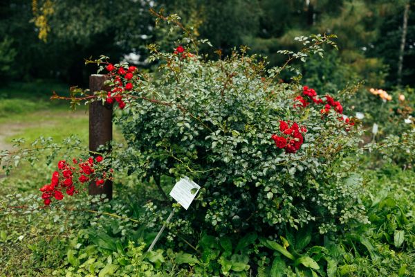 Rose Bush Removal in San Marcos