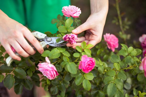Rose Trimming in San Marcos
