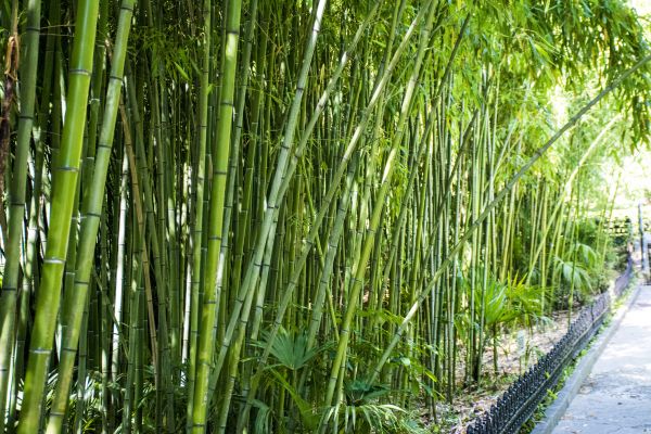 Bamboo Root Removal in San Marcos