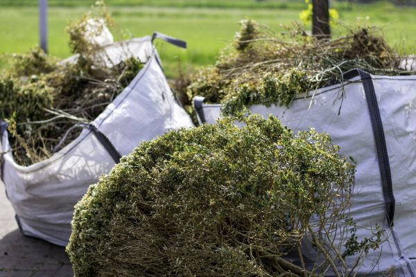Shrub Removal Service in San Marcos