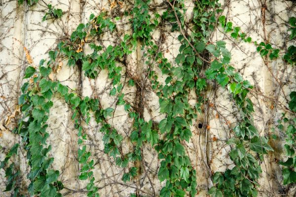 Vine Removal Service in San Marcos