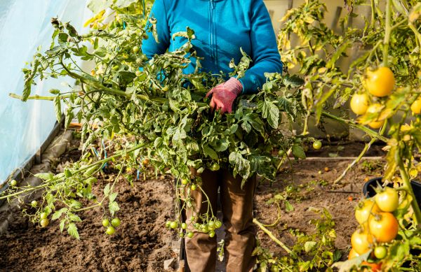 Garden Plant Removal in San Marcos