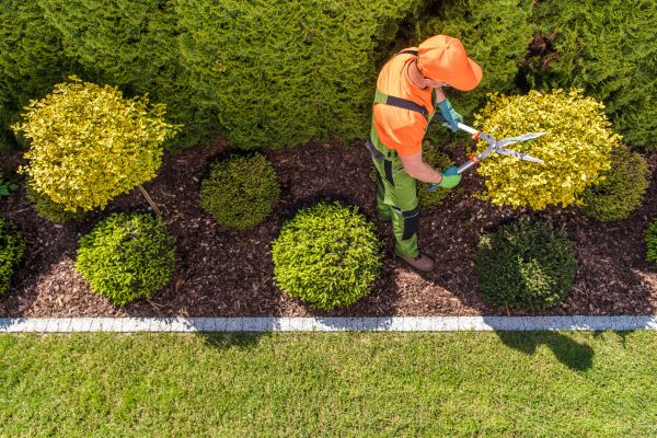 Topiary Trimming in San Marcos