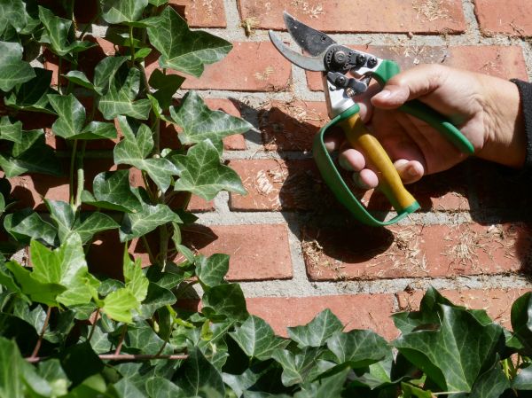 Ivy Removal Service in San Marcos