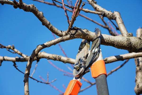 Selective Pruning in San Marcos