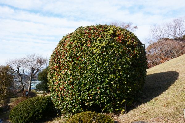 Holly Trimming in San Marcos