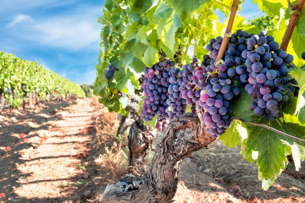 Grapevine Pruning in San Marcos