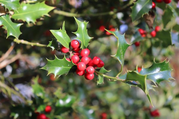 Holly Tree Trimming in San Marcos