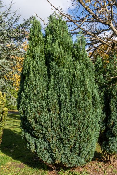 Juniper Trimming in San Marcos