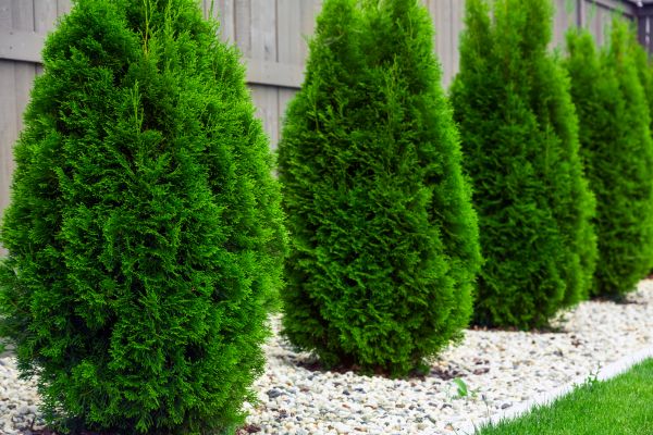 Arborvitae Pruning in San Marcos