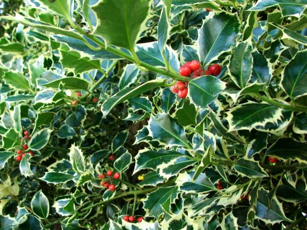 Holly Bushes Trimming in San Marcos