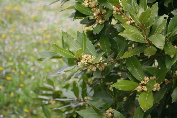 Laurel Trimming in San Marcos
