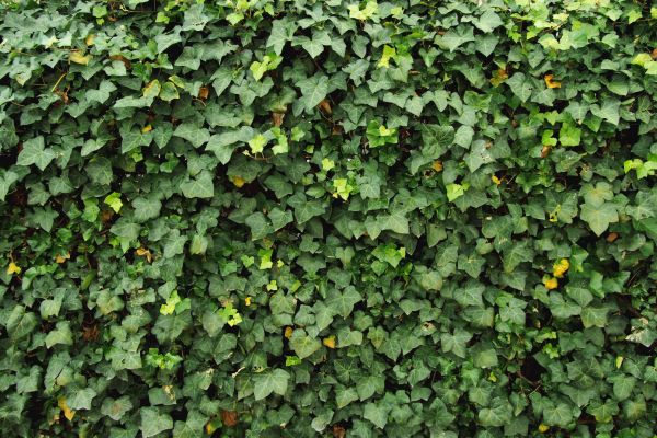 Ivy Pruning service in San Marcos