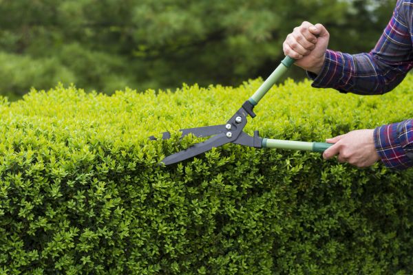 Evergreen Shrub Pruning in San Marcos