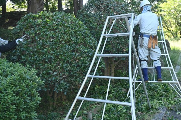 Cost of Holly Shaping in San Marcos