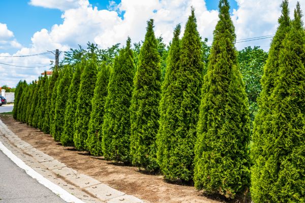Arborvitae Shearing in San Marcos