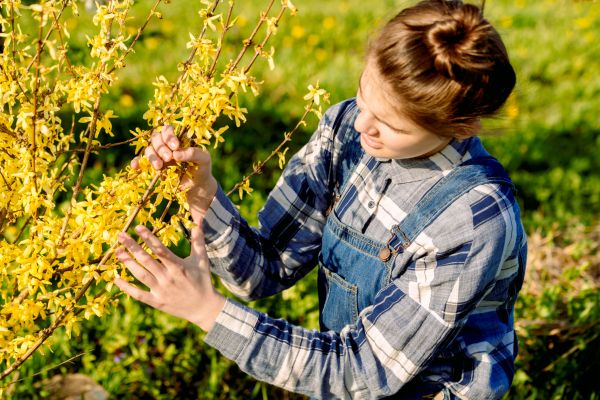 Forsythia Trimming in San Marcos