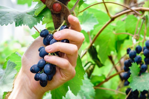 Vineyard Pruning in San Marcos