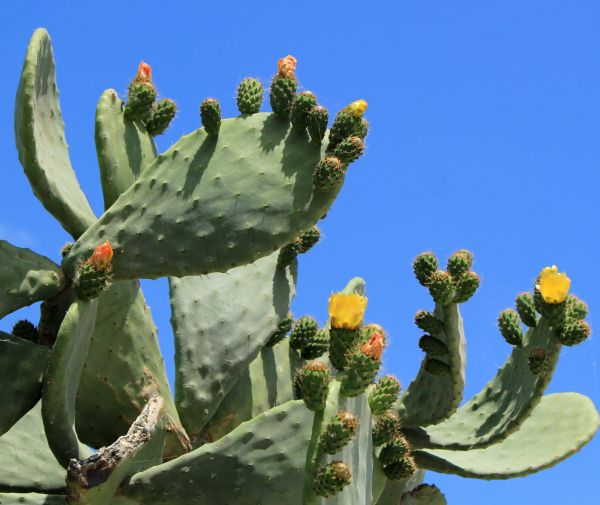 Cactus Removal in San Marcos