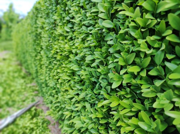 Boxwood Pruning in San Marcos