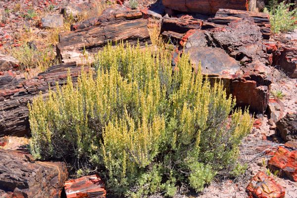 Sagebrush Removal in San Marcos