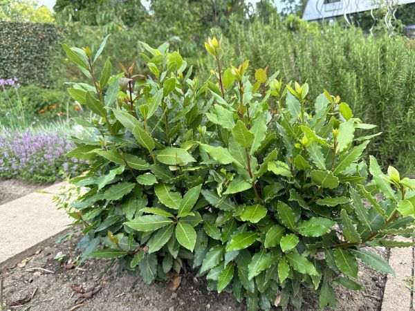 Laurel Hedge Trimming in San Marcos