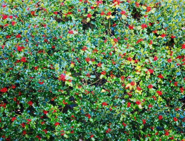 Holly Bush Removal in San Marcos