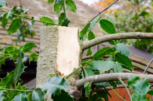 Holly Tree Removal in San Marcos