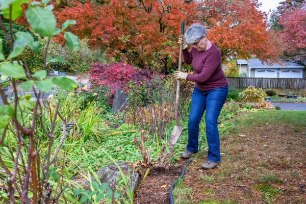 Dead Bush Removal in San Marcos