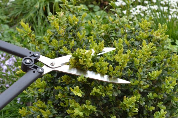Boxwood Trimming in San Marcos