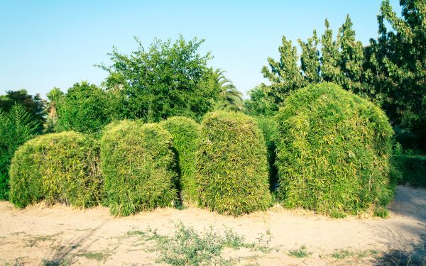 Bamboo Hedge Removal in San Marcos