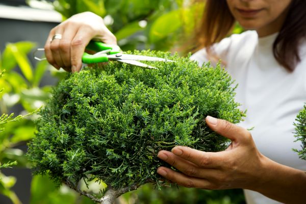 Juniper Shrub Pruning in San Marcos