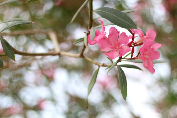 Oleander Removal in San Marcos