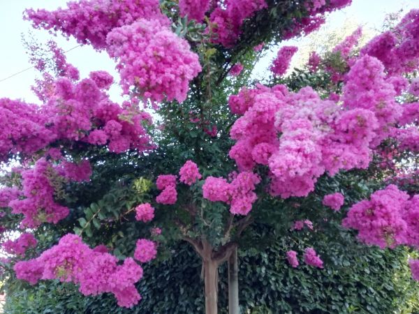 Crape Myrtle Pruning in San Marcos