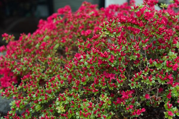 Cost of Weigela Removal Service in San Marcos