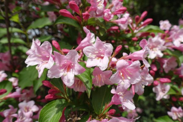 Weigela Pruning Service in San Marcos