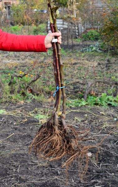 Shrub Root Removal in San Marcos