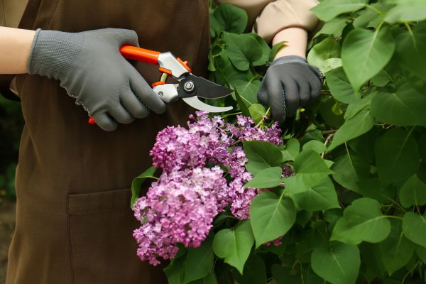 Lilac Pruning Service in San Marcos