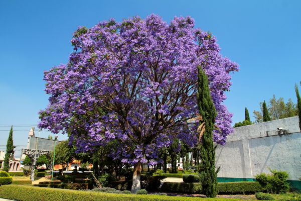 Jacaranda Pruning in San Marcos