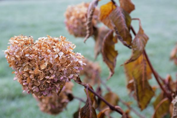Hydrangea Removal in San Marcos