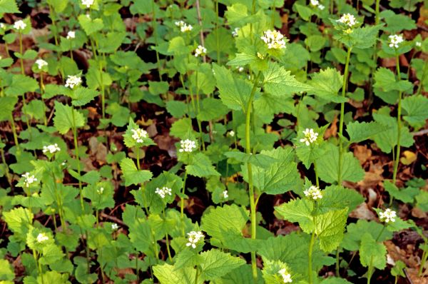 Garlic Mustard Removal in San Marcos