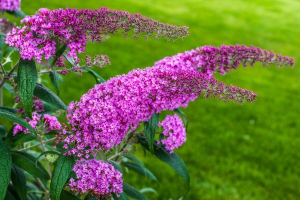 Butterfly Bush Removal in San Marcos