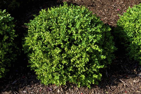 Boxwood Removal in San Marcos