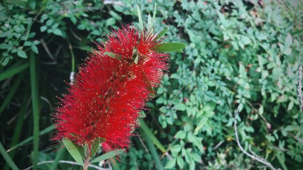 Bottlebrush Pruning in San Marcos